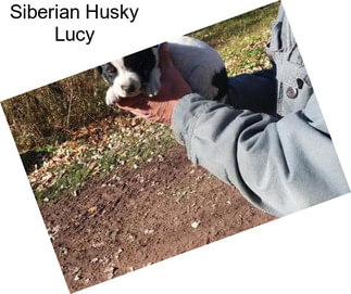 Siberian Husky Lucy