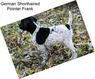 German Shorthaired Pointer Frank