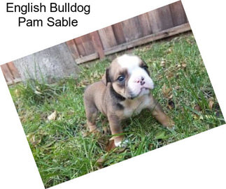 English Bulldog Pam Sable