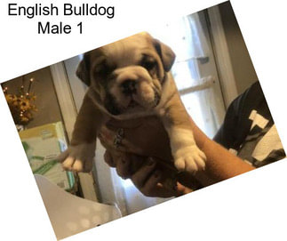 English Bulldog Male 1