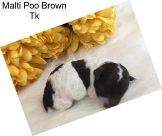 Malti Poo Brown Tk