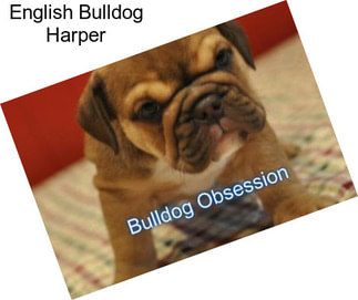 English Bulldog Harper