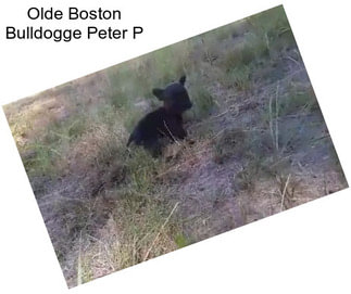 Olde Boston Bulldogge Peter P
