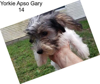 Yorkie Apso Gary 14