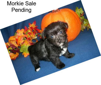 Morkie Sale Pending