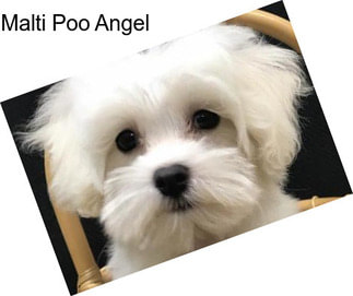 Malti Poo Angel