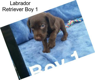 Labrador Retriever Boy 1
