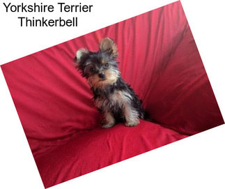 Yorkshire Terrier Thinkerbell