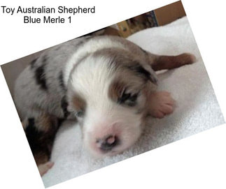 Toy Australian Shepherd Blue Merle 1