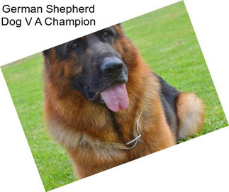 German Shepherd Dog V A Champion