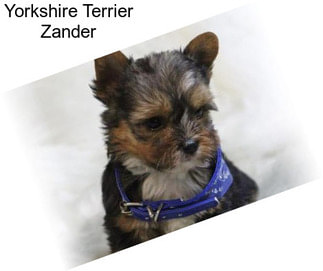 Yorkshire Terrier Zander