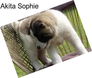 Akita Sophie