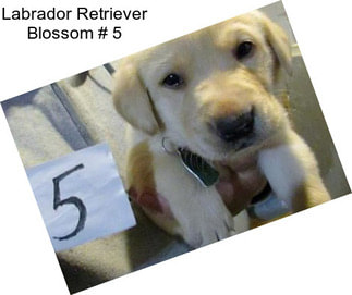 Labrador Retriever Blossom # 5