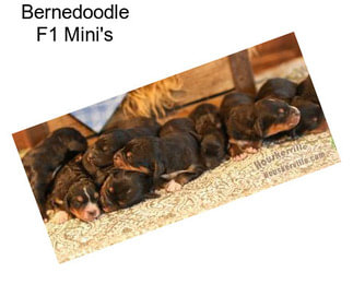 Bernedoodle F1 Mini\'s
