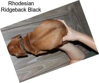 Rhodesian Ridgeback Black
