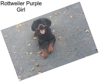 Rottweiler Purple Girl