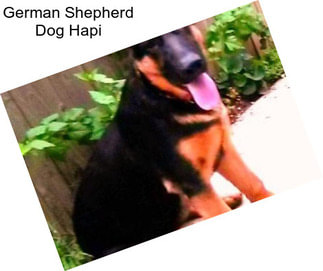 German Shepherd Dog Hapi