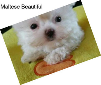 Maltese Beautiful