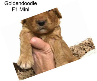 Goldendoodle F1 Mini