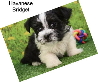 Havanese Bridget