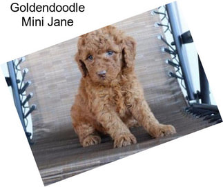 Goldendoodle Mini Jane
