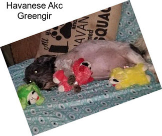 Havanese Akc Greengir