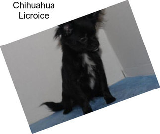 Chihuahua Licroice