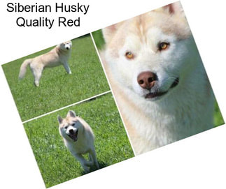 Siberian Husky Quality Red