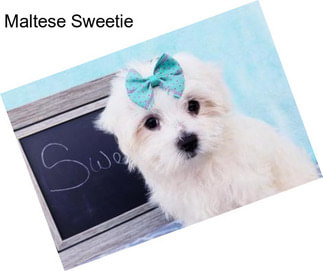 Maltese Sweetie