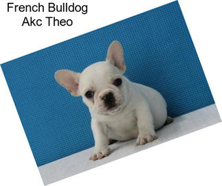 French Bulldog Akc Theo