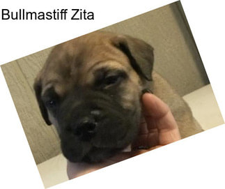 Bullmastiff Zita