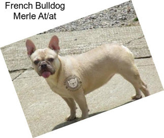 French Bulldog Merle At/at