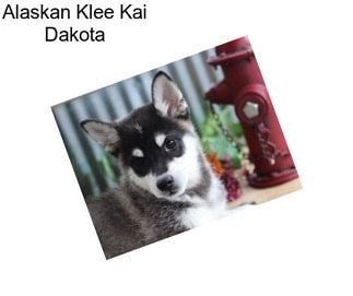 Alaskan Klee Kai Dakota
