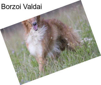 Borzoi Valdai