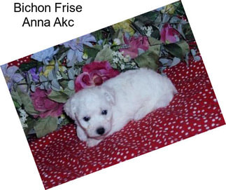 Bichon Frise Anna Akc