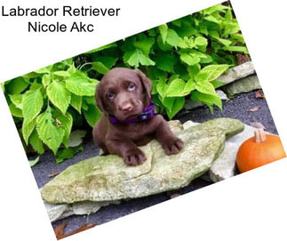 Labrador Retriever Nicole Akc