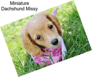 Miniature Dachshund Missy