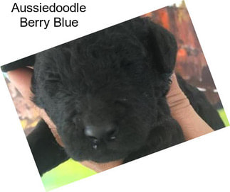 Aussiedoodle Berry Blue