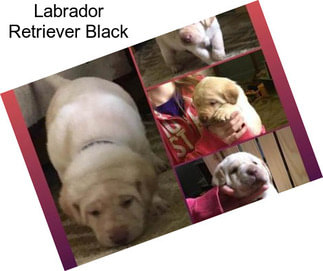 Labrador Retriever Black