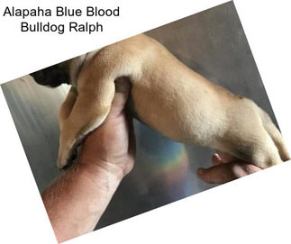 Alapaha Blue Blood Bulldog Ralph