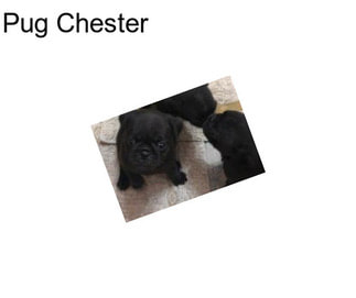 Pug Chester