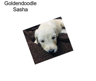 Goldendoodle Sasha