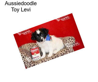 Aussiedoodle Toy Levi