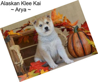 Alaskan Klee Kai ~ Arya ~