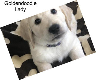Goldendoodle Lady