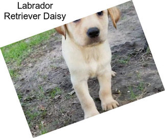 Labrador Retriever Daisy