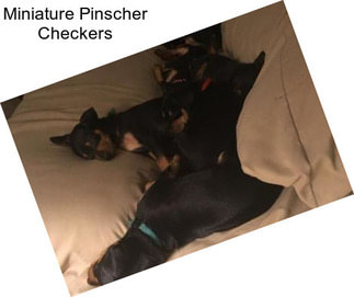 Miniature Pinscher Checkers