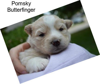 Pomsky Butterfinger