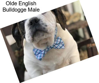 Olde English Bulldogge Male