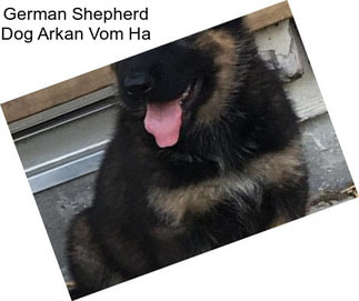 German Shepherd Dog Arkan Vom Ha